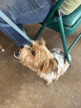 Tucker -  Yorkshire Terrier Dog for Adoption in Crescent City, Florida - Tucker | PetCurious