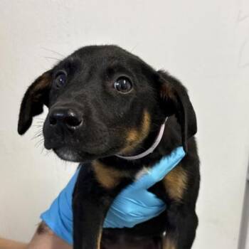 Mixed Breed Dogs Available for Adoption in Munster, Indiana - Nilly | PetCurious