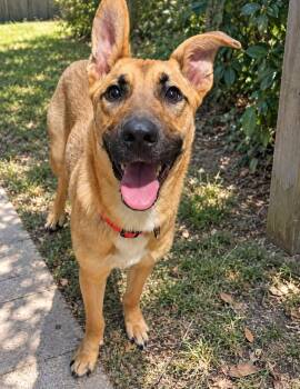 Blake -  Shepherd Dog for Adoption in Holly Springs, North Carolina - Blake | PetCurious