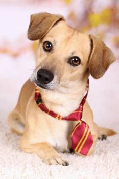 Rescue Dachshund and Chihuahua Dogs for Adoption in Gilbert, Arizona - Tang | PetCurious