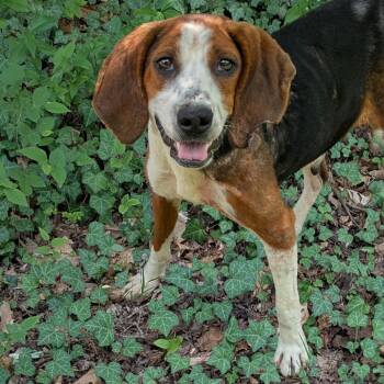 Savannah -  Treeing Walker Coonhound Dog for Adoption in Charlottesville, Virginia - Savannah | PetCurious