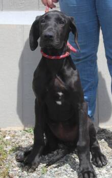Great Dane and Mixed Breed Dogs Available for Adoption in Vacaville, California - Eclair | PetCurious