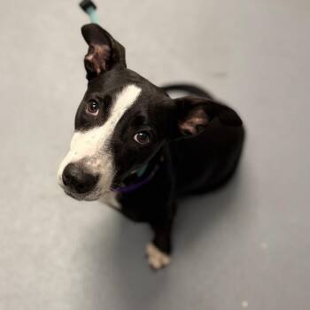 Beauty -  Mixed Breed Dog for Adoption in Sarasota, Florida - Beauty | PetCurious