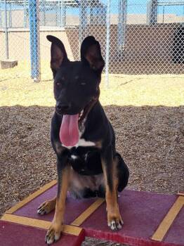 STARBURST -  German Shepherd Dog and Mixed Breed Dog for Adoption in Albuquerque, New Mexico - STARBURST | PetCurious