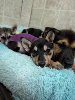 Lockheed Martin -  Husky and Rottweiler Dog for Adoption in Waunakee, Wisconsin - Lockheed Martin | PetCurious