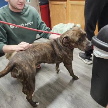Becca -  Pit Bull Terrier Dog for Adoption in Baltimore, Maryland - Becca | PetCurious