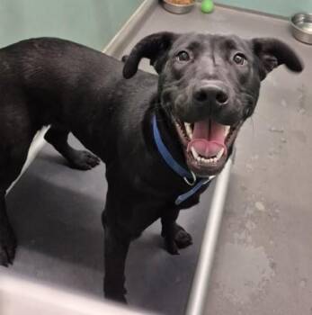 Black Labrador Retriever Dogs Available for Adoption in Butte, Montana - Ivy | PetCurious