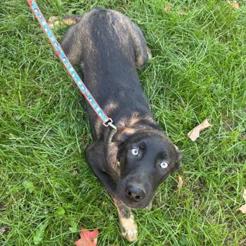 Labrador Retriever and Siberian Husky Dogs Available for Adoption in South Elgin, Illinois - Blue Eyes - Home To Home | PetCurious