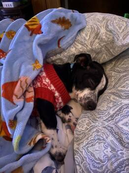 Chihuahua Dogs Available for Adoption - Omega | PetCurious