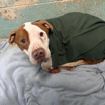Terrier and Pit Bull Terrier Dogs Available for Adoption in Hartford City, Indiana - JoJo | PetCurious