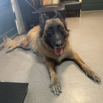 Austin -  Belgian Shepherd Sheepdog Dog for Adoption in Pasadena, California - Austin | PetCurious