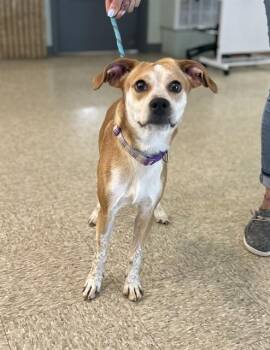 Parson Russell Terrier and Mixed Breed Dogs Available for Adoption in Westminster, Maryland - CHASE | PetCurious