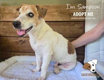 Sampson -  Jack Russell Terrier Dog for Adoption in Conyers, Georgia - Sampson | PetCurious
