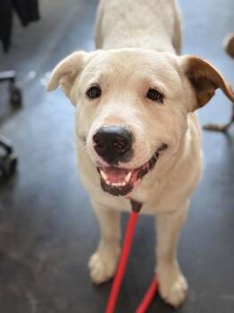 Mixed Breed Dogs Available for Adoption in Memphis, Tennessee - Skipjack | PetCurious