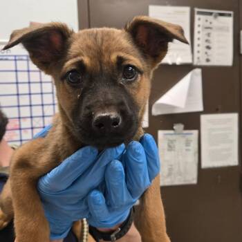 Shepherd and Chihuahua Dogs Available for Adoption in Durango, Colorado - Octavia | PetCurious