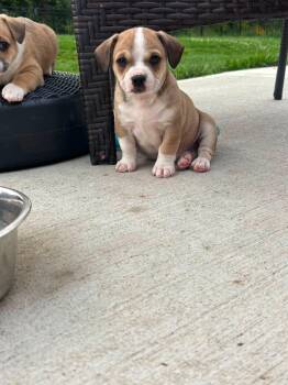 Freddy -  French Bulldog and Chihuahua Dog for Adoption in Bromley, Kentucky - Freddy | PetCurious