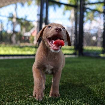 Eight Ball -  Mixed Breed Dog for Adoption in Bradenton, Florida - Eight Ball | PetCurious