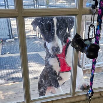 Rescue Mixed Breed Dogs for Adoption in Mount Vernon, Arkansas - M_Valentino | PetCurious