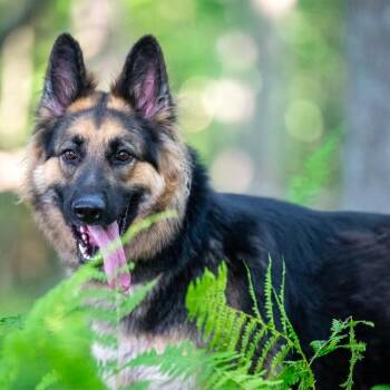 Nami (26-258) -  German Shepherd Dog Dog for Adoption in New Ringgold, Pennsylvania - Nami (26-258) | PetCurious