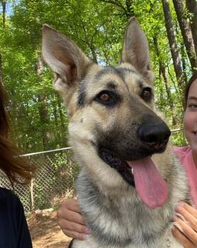 German Shepherd Dog Dogs Available for Adoption in Little Rock, Arkansas - Nikki | PetCurious
