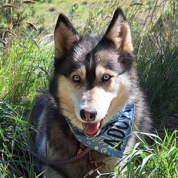 Heidi -  Alaskan Malamute and Mixed Breed Dog Available for Adoption in Tonasket, Washington - Heidi | PetCurious