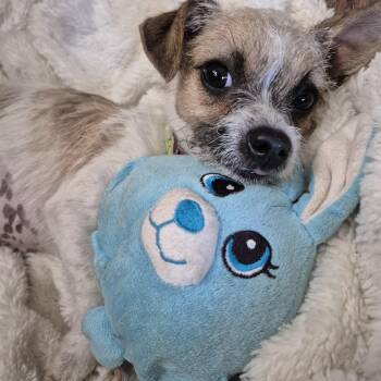 Rescue Terrier Dogs for Adoption in Manhattan Beach, California - Tiny Teeny Terrier | PetCurious