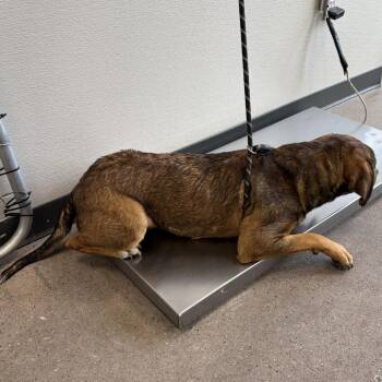 Mixed Breed Dogs Available for Adoption - Commando | PetCurious