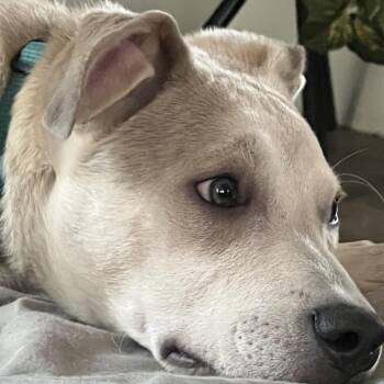 Rescue Labrador Retriever and American Bully Dogs for Adoption in New Kensington, Pennsylvania - Kobe | PetCurious