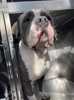 Mixed Breed Dogs Available for Adoption - D-BO | PetCurious