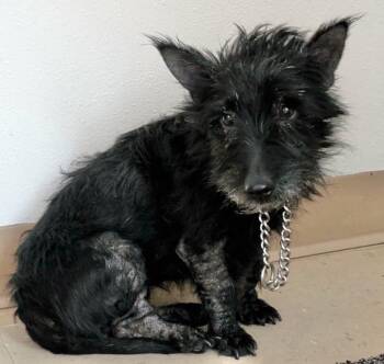 Maggie -  Scottish Terrier Dog for Adoption in Beaverton, Oregon - Maggie | PetCurious