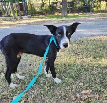 Rescue Border Collie and Shepherd Dogs for Adoption in Bryan, Texas - 59740693 | PetCurious