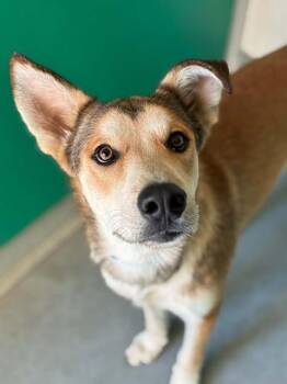 A256433 -  German Shepherd Dog and Mixed Breed Dog for Adoption in Visalia, California - A256433 | PetCurious