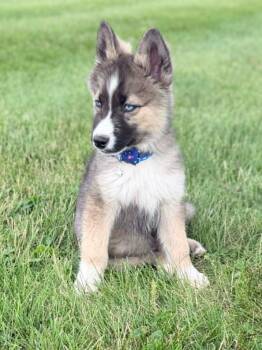 Athos -  Siberian Husky and German Shepherd Dog Dog for Adoption in Wapakoneta, Ohio - Athos | PetCurious