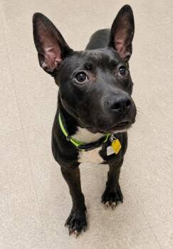 Gumby -  Mixed Breed Dog for Adoption in Hamilton, Ohio - Gumby | PetCurious