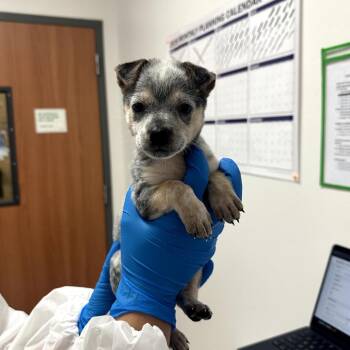 Twinkle T1 -  Shepherd Dog for Adoption in Edinburg, Texas - Twinkle T1 | PetCurious