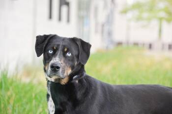 Cattle Dog Dogs Available for Adoption in Salt Lake City, Utah - Shasha | PetCurious