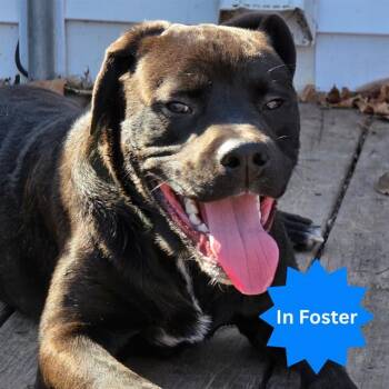 Labrador Retriever and Pit Bull Terrier Dogs Available for Adoption in Indianapolis, Indiana - CHOMP | PetCurious