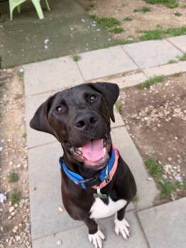 Kayla -  Labrador Retriever and Great Dane Dog for Adoption in Hudson, Massachusetts - Kayla | PetCurious