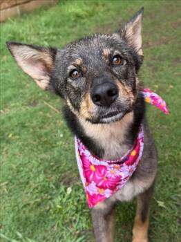 German Shepherd Dog and Mixed Breed Dogs Available for Adoption in Tulsa, Oklahoma - CALLIOPE | PetCurious