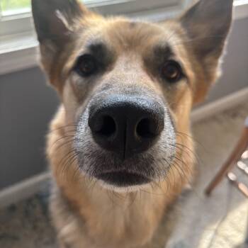Maggie -  German Shepherd Dog and Husky Dog for Adoption in Fort Wayne, Indiana - Maggie | PetCurious