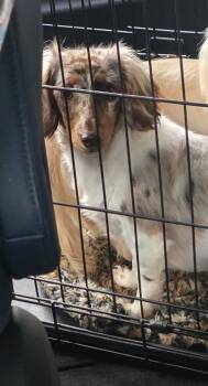 Dachshund Dogs Available for Adoption in Mary Esther, Florida - Gemma | PetCurious