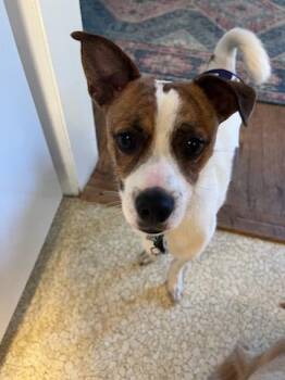 Snoopy -  Chihuahua and Parson Russell Terrier Dog for Adoption in Hillsboro, Oregon - Snoopy | PetCurious
