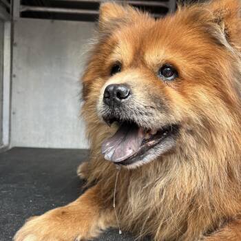 King Louie -  Chow Chow and Mixed Breed Dog Available for Adoption in Edinburg, Texas - King Louie | PetCurious