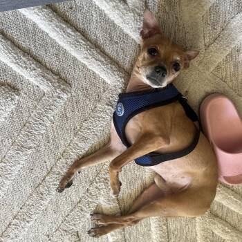 Joey -  Chihuahua Dog for Adoption in San Diego, California - Joey | PetCurious