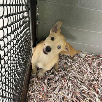 Sarabi -  Mixed Breed Dog for Adoption in Blairsville, Georgia - Sarabi | PetCurious