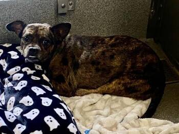 JACKIE -  Dachshund and French Bulldog Dog for Adoption in Tustin, California - JACKIE | PetCurious