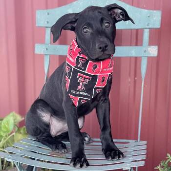 Sophie -  Black Labrador Retriever and Mixed Breed Dog for Adoption in Olathe, Kansas - Sophie | PetCurious