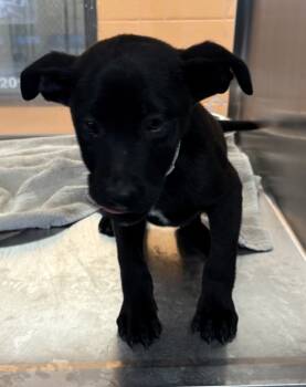 Rescue Labrador Retriever Dogs for Adoption in Lawrenceville, Georgia - Pen 213 Doby | PetCurious