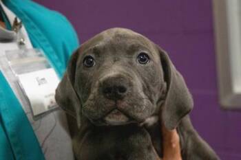 Pit Bull Terrier and Mixed Breed Dogs Available for Adoption in Kansas City, Missouri - Cream Soda | PetCurious
