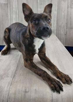 Rescue Terrier and Mixed Breed Dogs for Adoption in Shreveport, Louisiana - Skylar | PetCurious